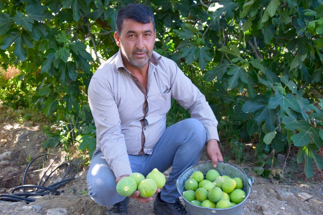 Bir Ağaçtan 7 Kez Meyve Toplanıyor: Olgun Olanı Pazarda, Olmayanı Yurt Dışında Satılıyor 2